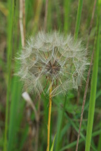 Close-up of dandelion flower