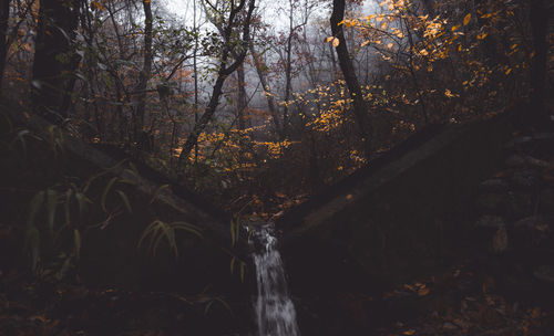 Trees growing in forest during autumn