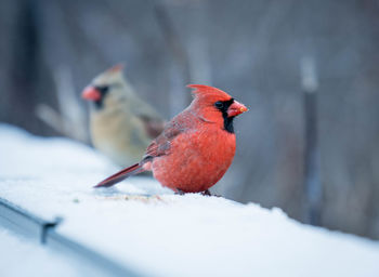 Close-up of bird perching on snow