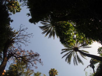 Low angle view of silhouette trees against clear sky