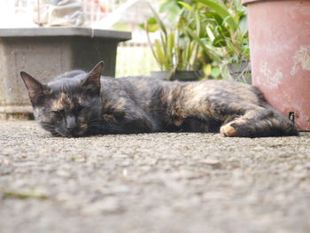 Cat relaxing on tiled floor