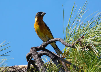 Low angle view of bird perching on branch against blue sky