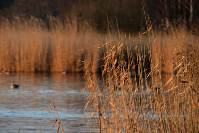 Dry grass on lake