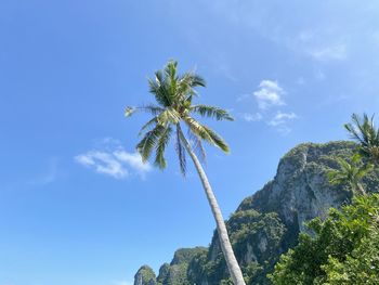 Low angle view of coconut palm tree against sky