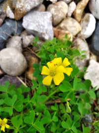 High angle view of yellow flowering plants