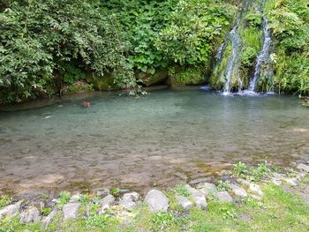 Scenic view of river amidst trees in forest