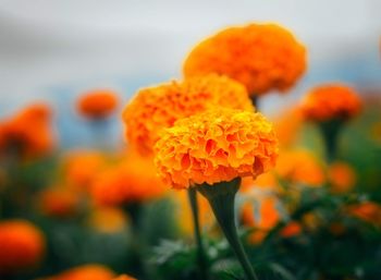 Close-up of orange marigold blooming outdoors