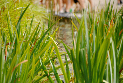 Close-up of fresh green plants in field