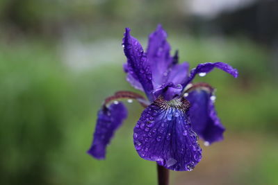 Close-up of wet purple flowering plant