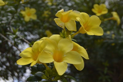 Close-up of yellow flowering plant