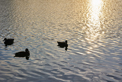 High angle view of ducks swimming in lake