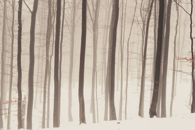 Winter forest photography  foggy and snowy