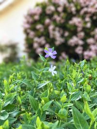 Close-up of flowering plant