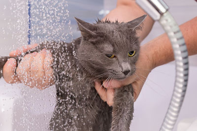 Cropped hands of man bathing cat in bathroom