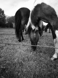 Two horses grazing in field