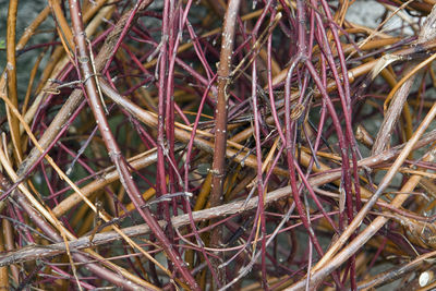 Full frame shot of dry plants