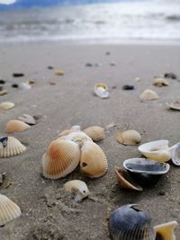 Close-up of seashells on beach