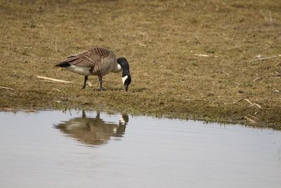 Canada goose with reflection  in a lake