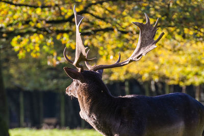 Close-up portrait of deer on tree