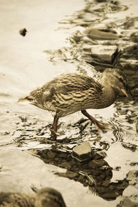 Birds swimming in lake