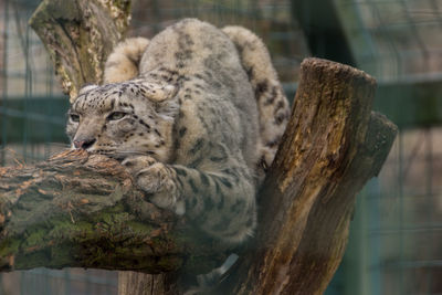 Cat resting on a tree