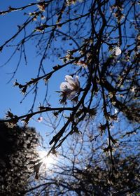 Low angle view of bird on tree against sky