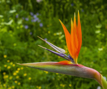 Close-up of flower blooming outdoors