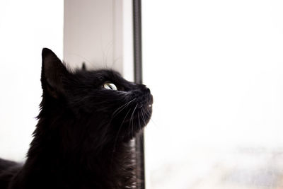 Close-up of a cat looking away