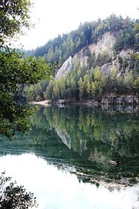 Scenic view of lake in forest