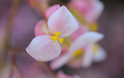 Close-up of pink flower