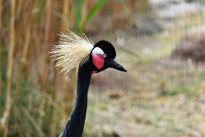 Close-up of a bird on field