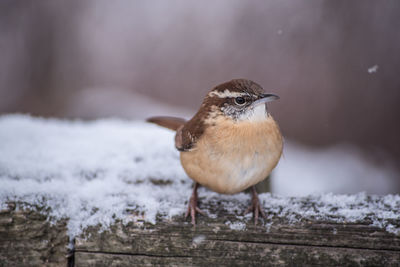 Close-up of bird perching on snow