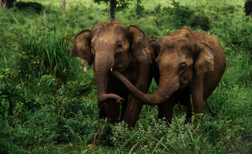 Elephants on field in forest