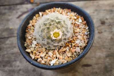 High angle view of succulent plant in bowl on table