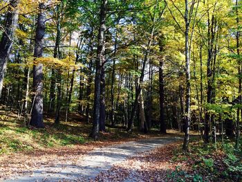 Trees in forest during autumn