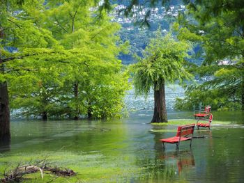 Scenic view of trees in lake