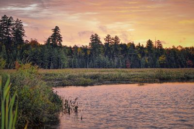 Scenic view of forest against sky during sunset