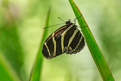 Close-up of insect on plant