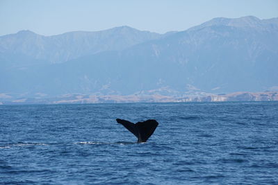 Black swan swimming in sea against mountain range