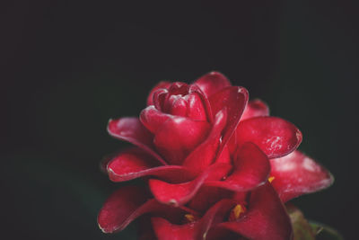 Close-up of red rose