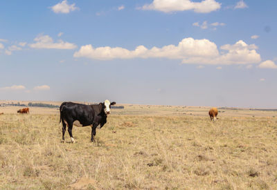 Black cow standing in a dry plain of free state 