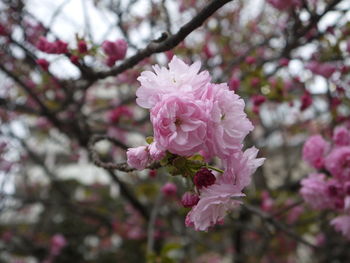 Close-up of pink cherry blossoms in spring