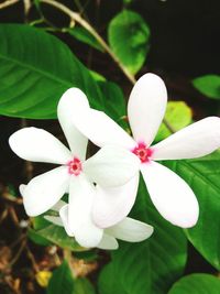 Close-up of white flowers blooming outdoors