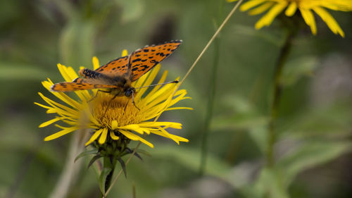 Close-up of butterfly pollinating on flower