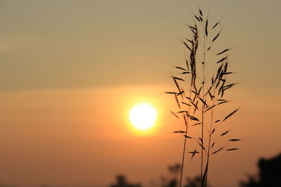 Close-up of silhouette plants against sunset sky