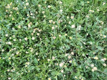 Full frame shot of flowering plants on field