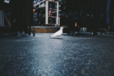 Side view of birds on the road