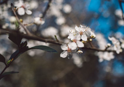 Close-up of cherry blossoms in spring