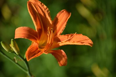 Close-up of orange day lily blooming outdoors