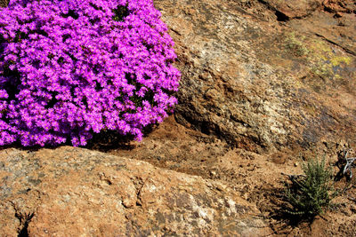 High angle view of pink flowering plants on rocks